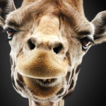 the-hangover-part-3-poster-giraffe